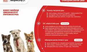Trzy urocze psy w eleganckich muszkach i krawacie. Dowiedz się o pzu ubezpieczenie psa, kosztach leczenia, OC właściciela i ubezpieczeniu śmierci.
