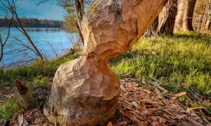 Czym żywią się bobry? Zaskakujące fakty o ich diecie i zwyczajach