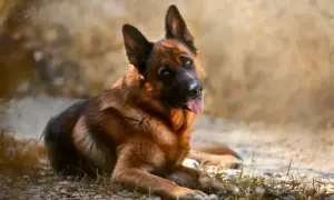 Piękny owczarek niemiecki leży na kamieniach. Jego waga, jak u większości przedstawicieli tej rasy, mieści się w przedziale 22-40 kg.