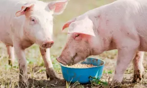 Dwa różowe prosiaki jedzą z niebieskiej miski. Widać, co jedzą świnie – mieszankę ziaren.