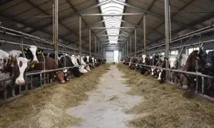 Wielka obora pełna krów, które jedzą siano. Widać, co je krowa, gdy jest karmiona.