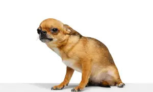 Mały, brązowy piesek chihuahua siedzi na białym tle, jakby przygotowywał się do zjazdu na sankach.