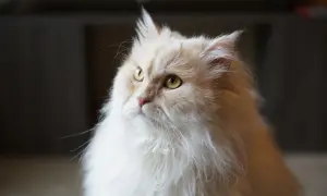 Puszysty pers o kremowym futrze i bursztynowych oczach spogląda w górę z zaciekawieniem.