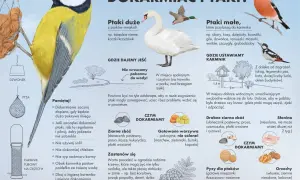 Ptaki jedzą ziarna zbóż, warzywa, słoninę i orzechy. Unikaj chleba i soli.