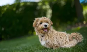 Uroczy maltipoo f1 z puszystą, beżową sierścią siedzi na zielonej trawie, z językiem na wierzchu, gotowy do zabawy.