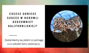 Jak rozmnażają się dżdżownice? Odkryj zaskakujące metody rozmnażania