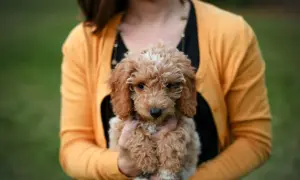 Uroczy goldendoodle mini w objęciach kobiety w żółtym sweterku.