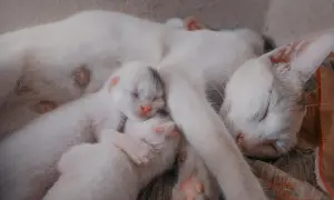 Śpiąca mama kotka z kilkoma maleńkimi, białymi kociętami. Widać, ile kot chodzi w ciąży, karmiąc swoje potomstwo.
