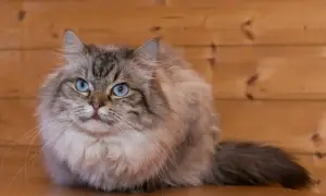 Piękny kot syberyjski z niebieskimi oczami, puszystym futrem i puszystym ogonem. Zastanawiasz się nad kot syberyjski cena?