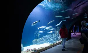 Ceny biletów do oceanarium Stralsund - uniknij kolejek i oszczędzaj