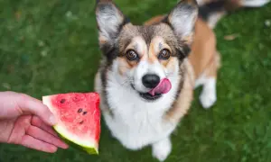 Corgi z językiem na wierzchu patrzy na kawałek arbuza, zastanawiając się, czy pies może jeść arbuza.