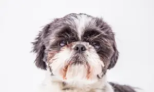 Uroczy shih tzu tricolor z puszystą sierścią i błyszczącymi oczami patrzy prosto w obiektyw.