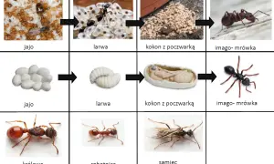 Jak rozmnażają się mrówki? Sekrety ich fascynującego cyklu życia