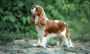 Cavalier King Charles Spaniel o łagodnym charakterze, z rudymi i białymi znaczeniami, stoi na kamienistej ścieżce wśród zieleni.