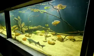 Oceanarium Zakopane - Fascynujący świat ryb i podwodnych stworzeń