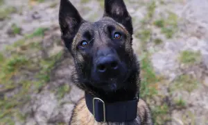 Czujny pies policyjny rasy malinois, z uwagą patrzy w obiektyw.