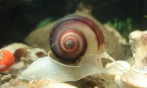 Ślimaki w akwarium, jeden z nich z piękną, spiralną muszlą, porusza się po kamienistym dnie.