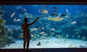 Dziewczynka zachwycona podwodnym światem w oceanarium Rewal, wskazuje na ławicę kolorowych ryb.