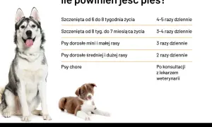 Tabela: ile powinien jeść szczeniak i dorosły pies. Podano zalecenia dla szczeniąt w różnym wieku, psów małych, średnich i dużych ras oraz chorych.