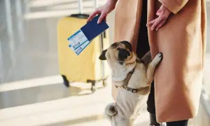 Piesek mops z biletem lotniczym i żółtą walizką na lotnisku.