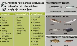 Jakie rybki dla dziecka wybrać? Bezpieczne opcje dla zdrowia i radości