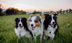 Trzy border collie z pięknym umaszczeniem siedzą w trawie o zachodzie słońca.