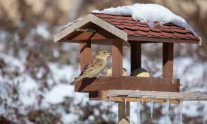 Wróbel na karmniku zimową porą, zajada się ziarnami. Widać, co jedzą wróble, gdy śnieg pokrywa ziemię.