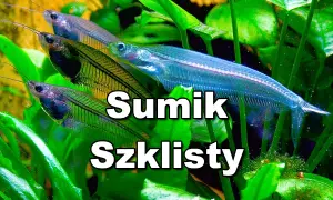 Kilka sumików szklistych pływa wśród zielonych roślin akwariowych.