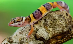 Kolorowy gekon lamparci na gałęzi. Zastanawiasz się, ile kosztuje gekon?