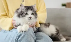 Puszysty kot w domu, siedzący na kolanach osoby w żółtym swetrze i jeansach, z zielonymi oczami wpatrującymi się w obiektyw.