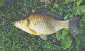 Czym jesieniom żywi się amur i jak zmieniają się jego nawyki?