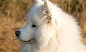 Uroczy samoyed w zbliżeniu, z puszystym białym futrem. Zastanawiasz się nad samoyed cena?