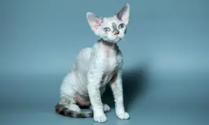 Uroczy kot rasy devon rex o falistej sierści i dużych uszach, z niebieskimi oczami, emanuje ciekawskim charakterem.
