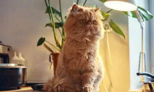 Puszysty rudy kot siedzi obok rośliny, czekając na odrobaczenie kota.
