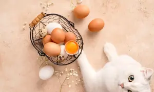 Biały kotek leży obok koszyka z jajkami. Czy kot może jeść jajka? To pytanie nurtuje wielu właścicieli.