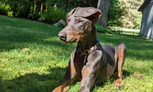 Elegancki doberman niebieski leży na trawie, ciesząc się słońcem.