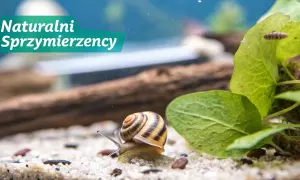 Ślimak w akwarium, naturalny sprzymierzeniec w walce o czystość. Dowiedz się, jak pozbyć się ślimaków z akwarium, gdy stają się problemem.