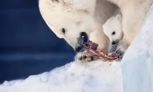 Niedźwiedź polarny czym się żywi - zaskakujące fakty o diecie