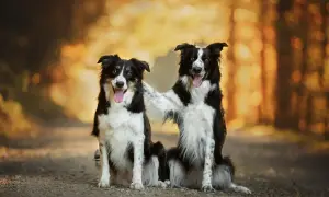 Dwa urocze psy rasy średniej, border collie, siedzą obok siebie na leśnej ścieżce. Jeden piesek obejmuje drugiego łapą.