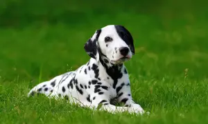 Uroczy dog o białej sierści w czarne cętki leży na zielonej trawie, wyglądając z zaciekawieniem.