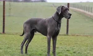Szary dog niemiecki, imponujący wzrostem, stoi na zielonej łące.