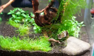 Krewetkarium z korzeniem, mchem i trawnikiem. Zielone kępy roślin tworzą idealne schronienie dla krewetek.