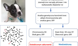 Szczenię buldoga francuskiego i jego kariotyp 78,XX. Psy mają 78 chromosomów, w tym dwa chromosomy płci X.