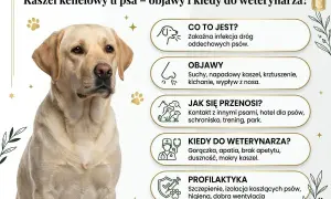 Labrador z objawami kaszlu kenelowego u psa: suchy kaszel, kichanie, gorączka. Informacje o chorobie i profilaktyce.