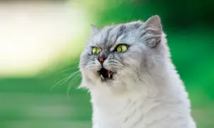 Puszysty kot z zielonymi oczami ma nagłą czkawkę. Widać jego otwarty pyszczek i mały język.