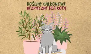 Uśmiechnięty kotek wśród roślin balkonowych bezpiecznych dla kota. Zielone i różowe kwiaty w doniczkach.