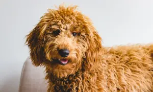 Uroczy, rudy goldendoodle z puszystą sierścią. Zastanawiasz się nad goldendoodle cena?