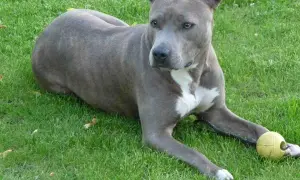 Amstaff groźny, ale z piłeczką w łapach. Pies leży na trawie, czujnie obserwując otoczenie.