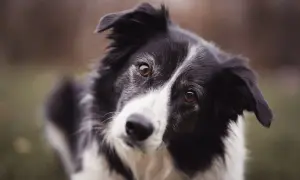 Czarno-biały border collie z bystrymi oczami, jego waga jest idealna do długich spacerów.