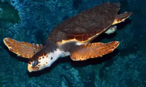 Oceanarium Kopenhaga – Niezapomniane atrakcje i praktyczne informacje